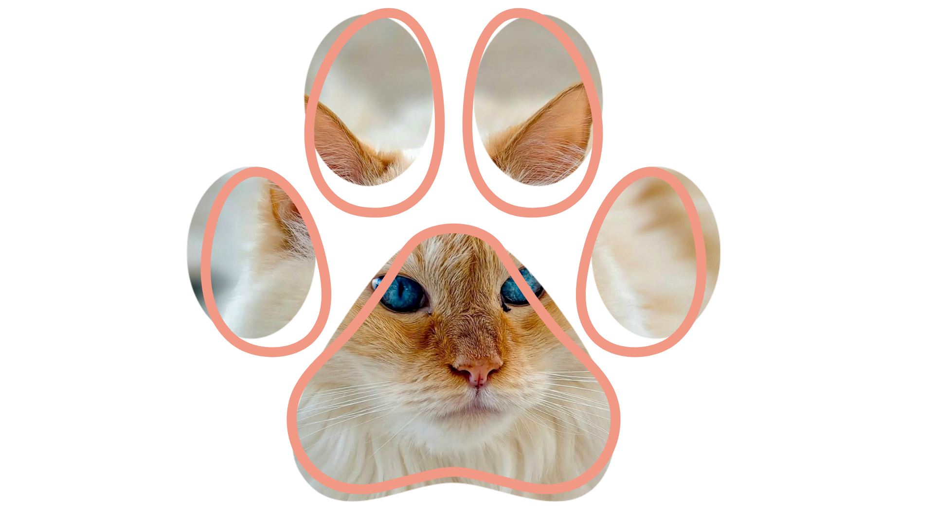 Cat visiting a Vet near me at Dollys Animal Clinic in Miami