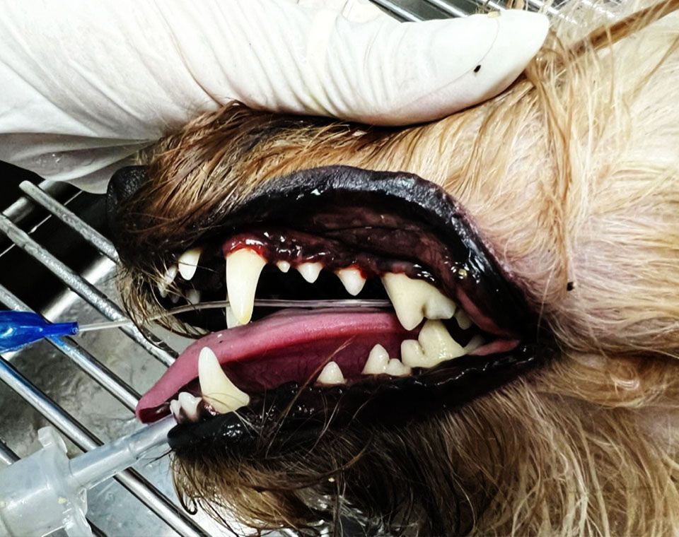brown dog dental cleaning after