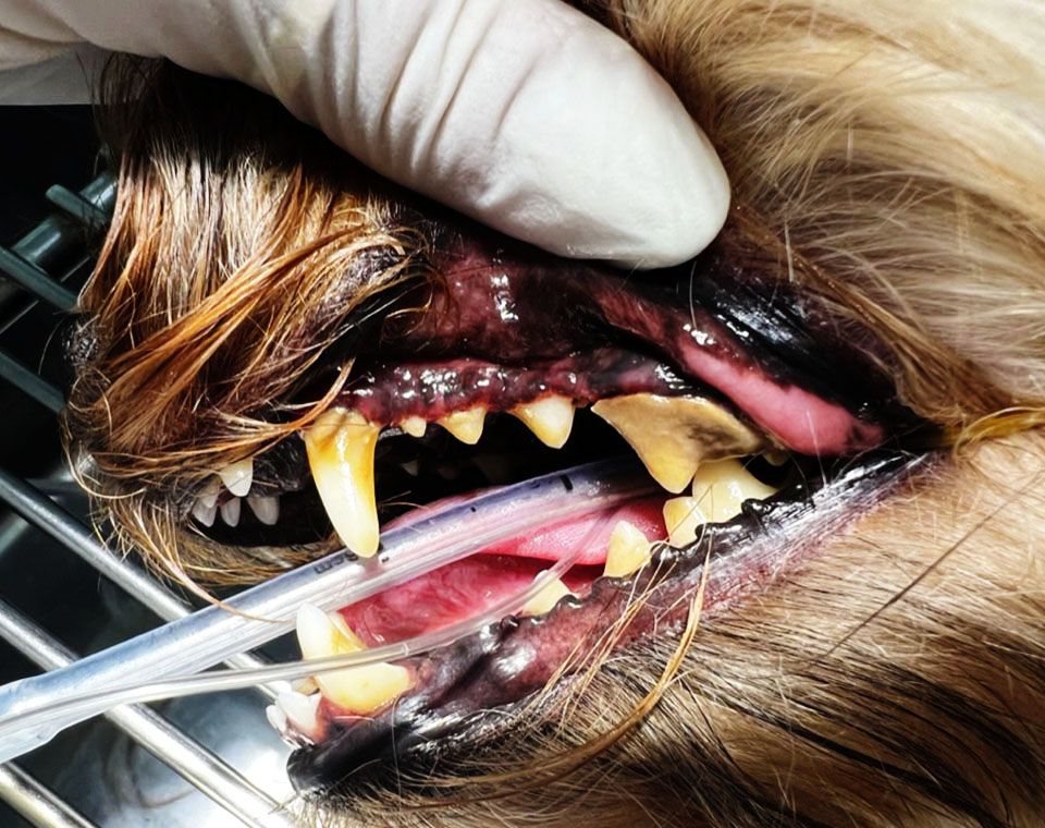 brown-dog under dental cleaning before