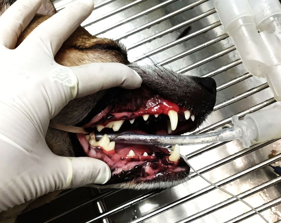dog dental cleaning after