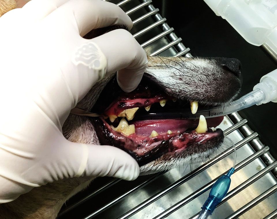 dog under dental cleaning before