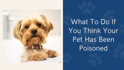 What To Do If You Think Your Pet Has Been Poisoned