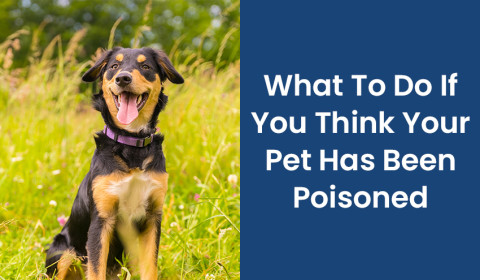 What To Do If You Think Your Pet Has Been Poisoned
