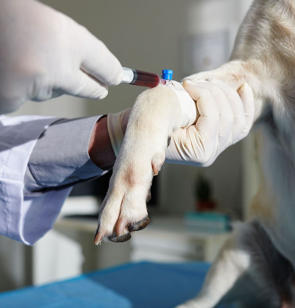canine blood testing