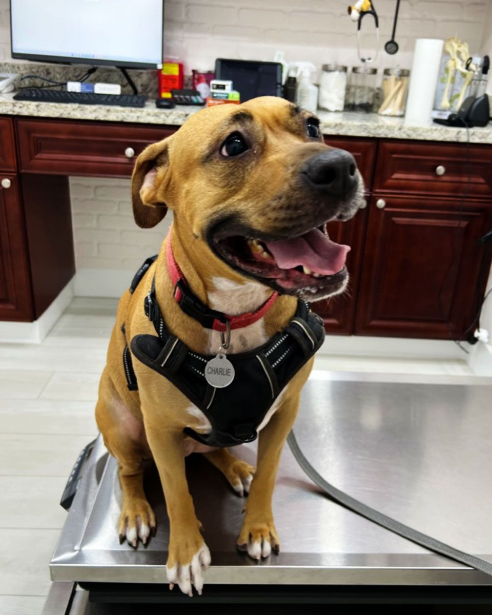cute dog-on vet table