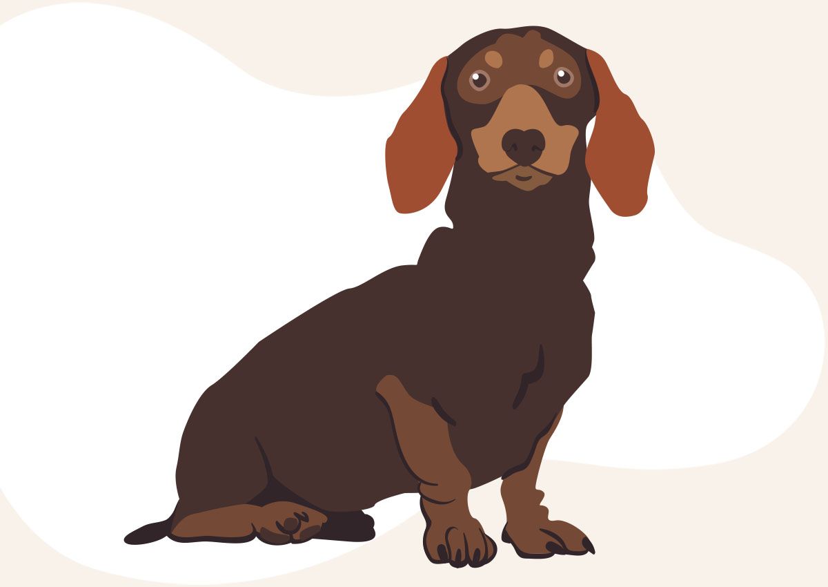 side brown dachshund dog