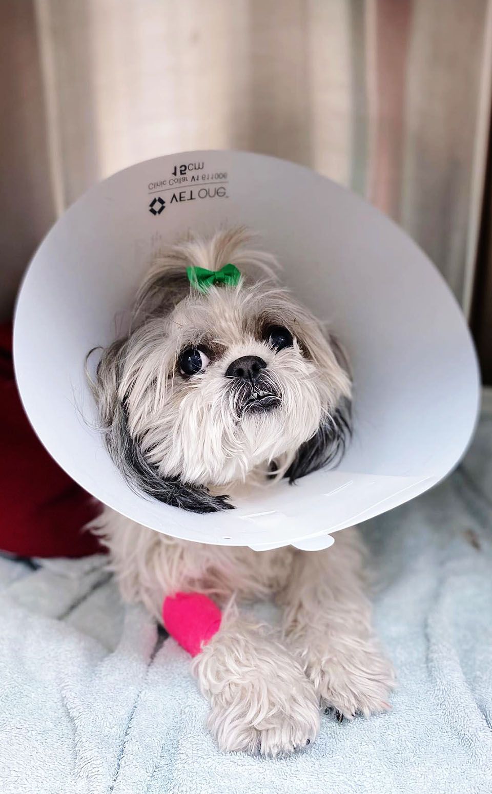 cute dog with cone