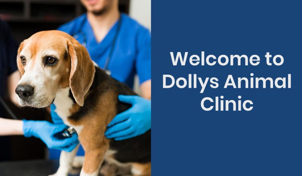 A beagle being examined by a veterinarian wearing blue gloves.