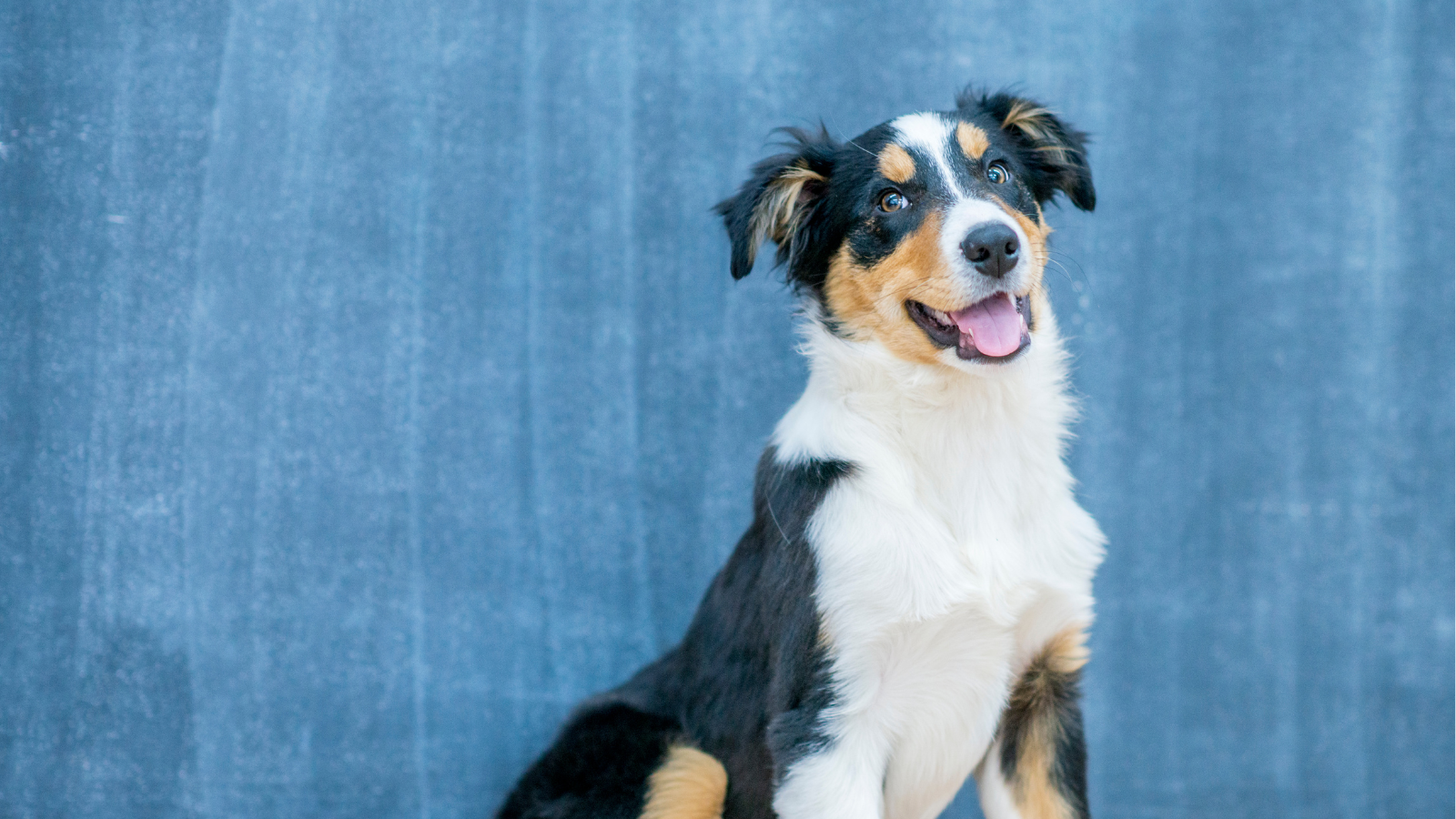 A happy, tri-colored dog with perky ears sits against a blue background.