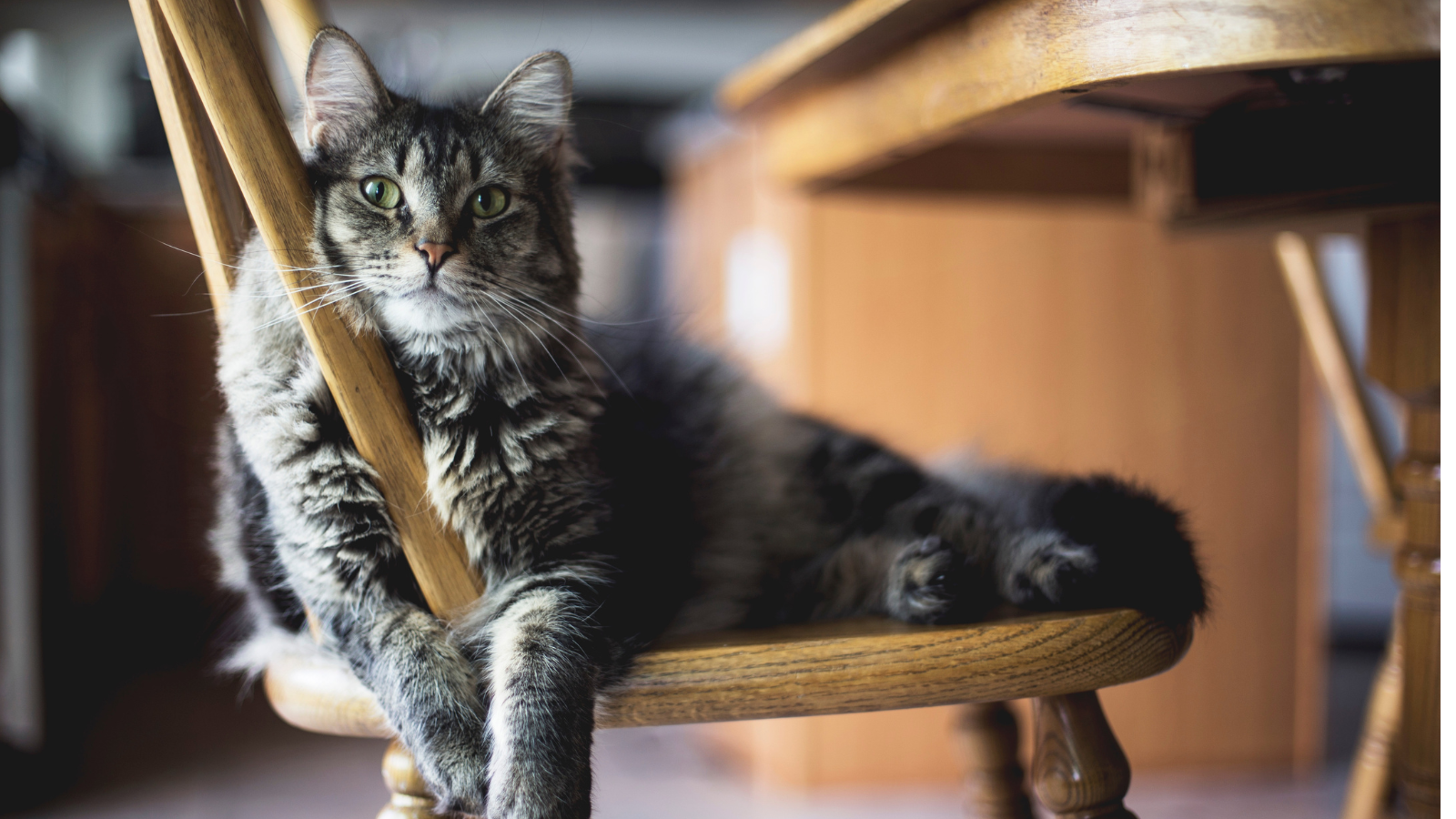 Fluffy gray tabby cat lounging comfortably on a wooden chair.