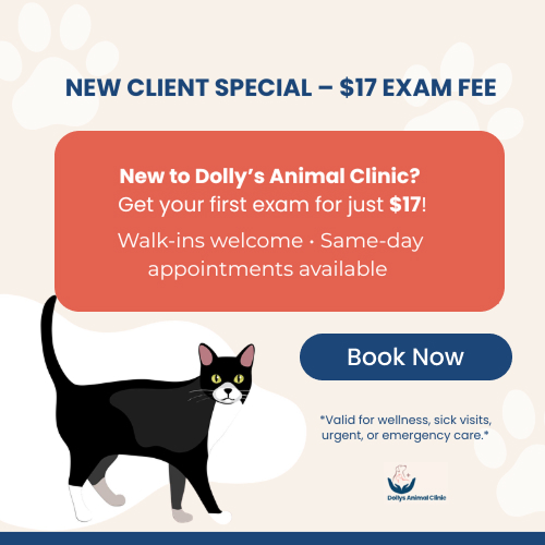 Illustration of a black and white cat with text about a special exam fee at Dolly's Animal Clinic.