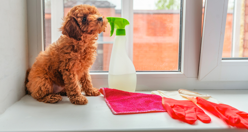 Fluffy brown puppy sitting by a spray bottle, red cloth, and rubber gloves on a windowsill.