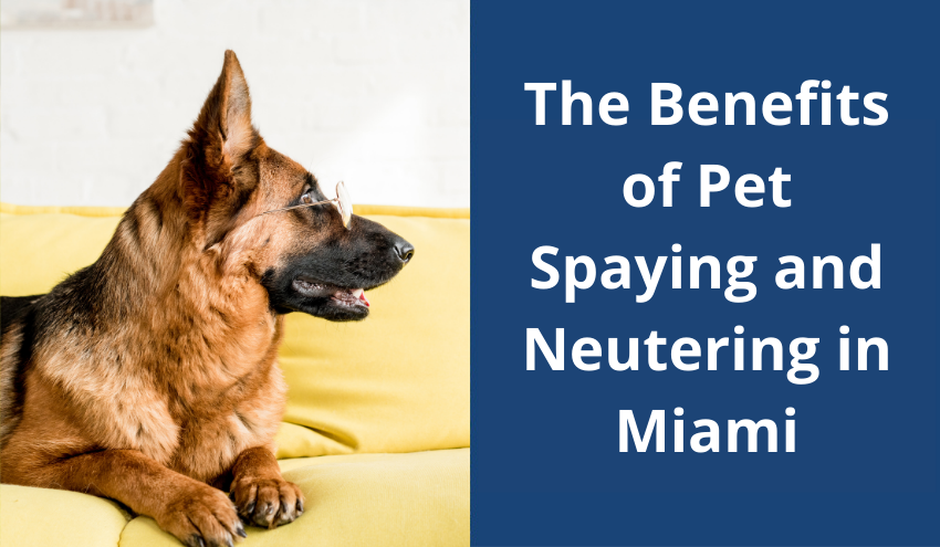 German Shepherd wearing glasses lying on a yellow sofa, text on the right about pet spaying and neutering in Miami.
