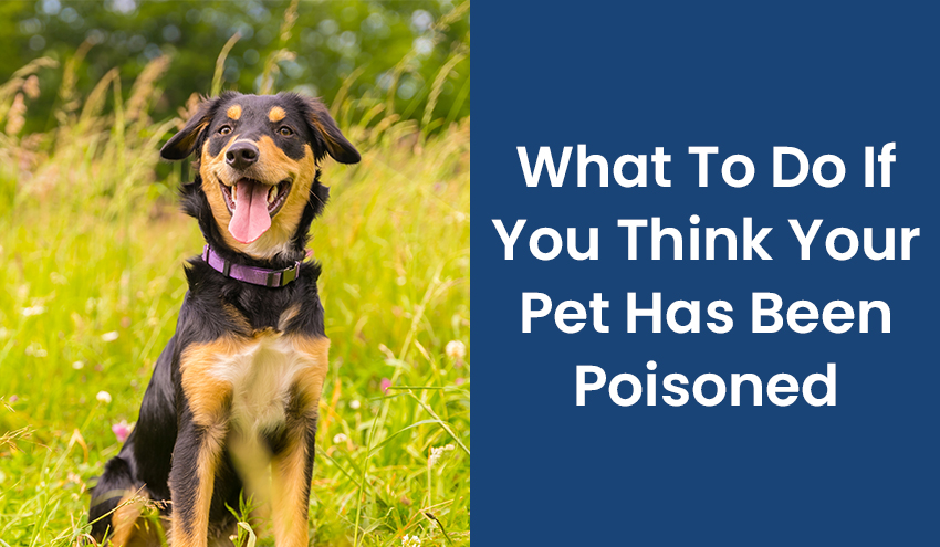 Happy black and tan dog sitting in a grassy field next to text about pet poisoning prevention.