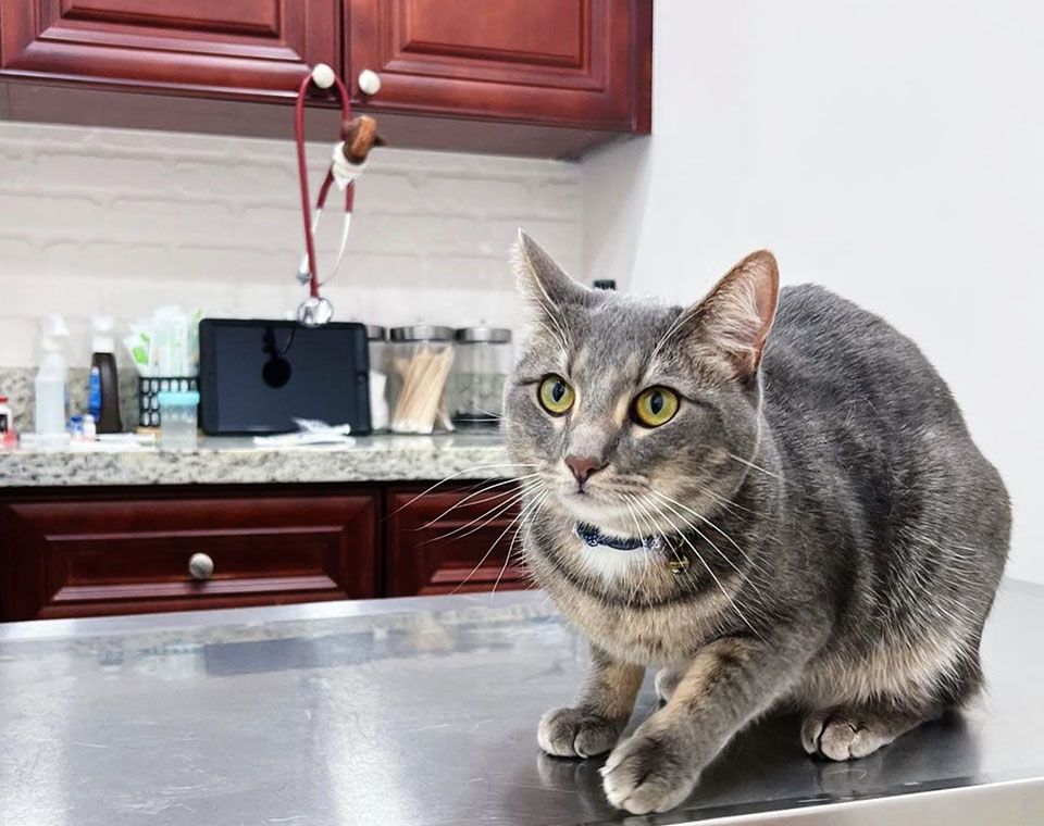 Gray cat with yellow eyes sitting on a vet's examination table.
