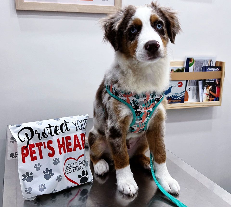 A brown and white puppy with blue eyes sits on a table wearing a harness, next to a bag reading "Protect Your Pet's Heart.