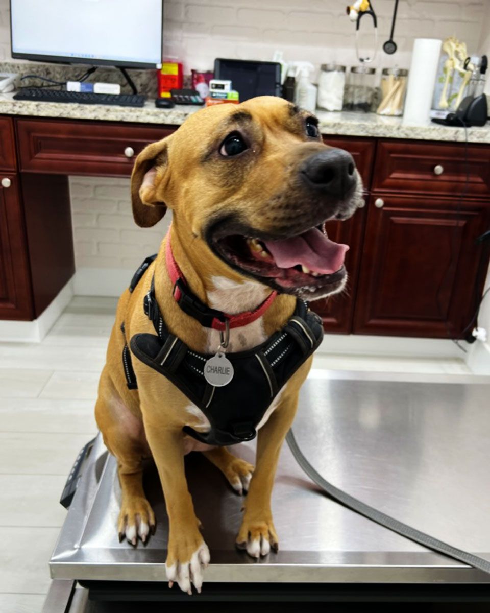 A happy brown dog with a red collar and harness sits on a metal table.