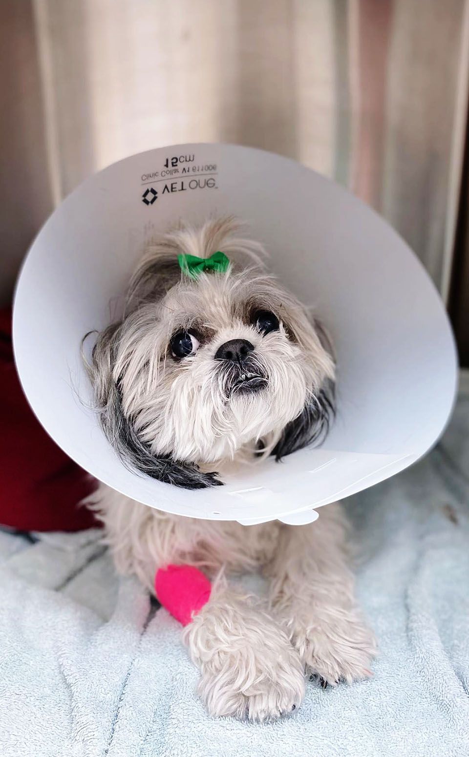 Small dog with a green bow and a cone around its neck, lying on a towel with a pink bandage on its leg.