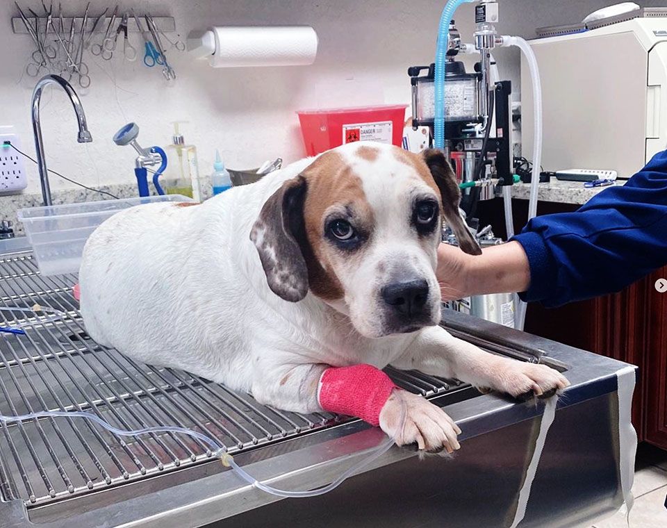 A white and brown dog with a pink bandage lying on a veterinary table, looking at the camera.