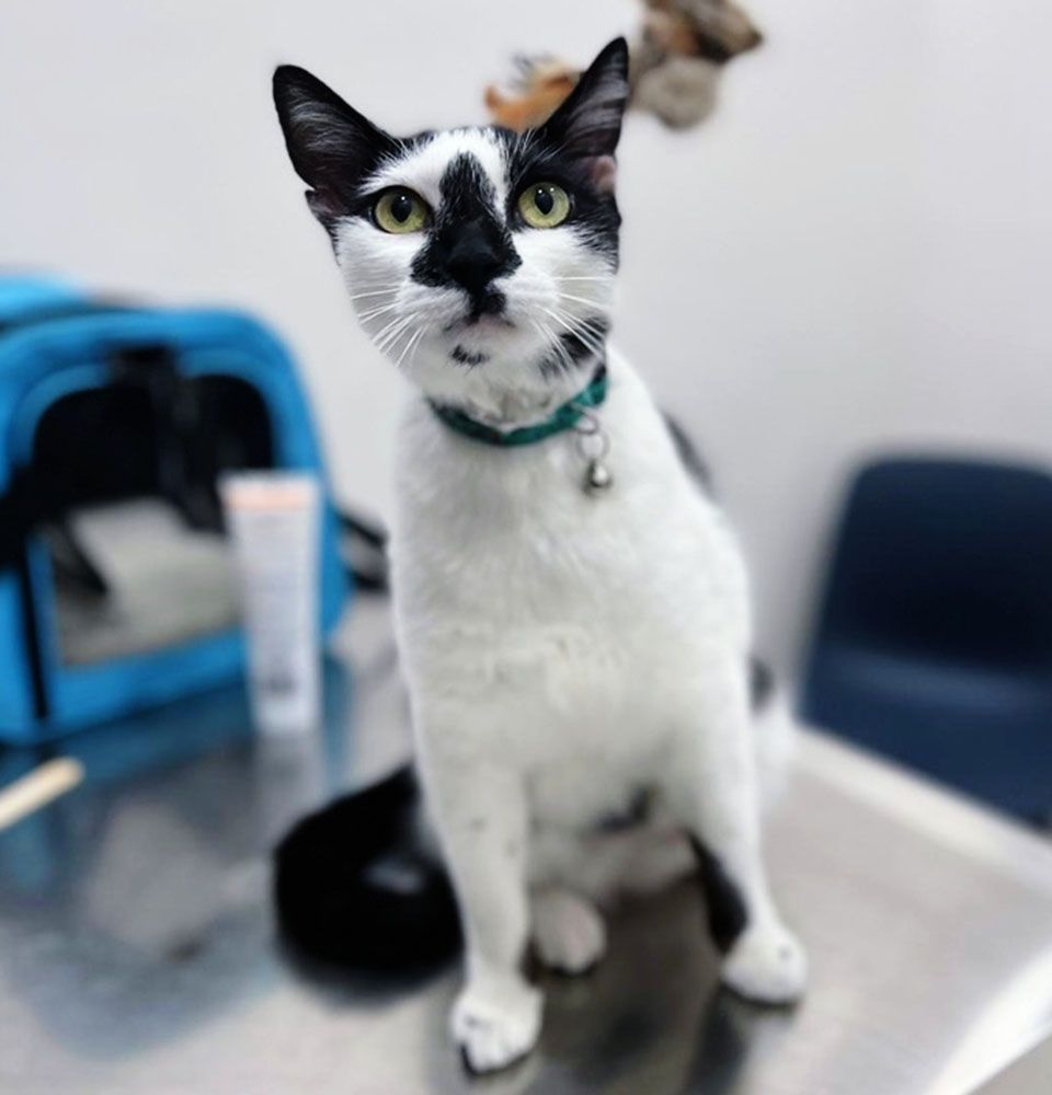 Black and white cat with distinctive markings sits on a metallic surface, wearing a teal collar with a bell.