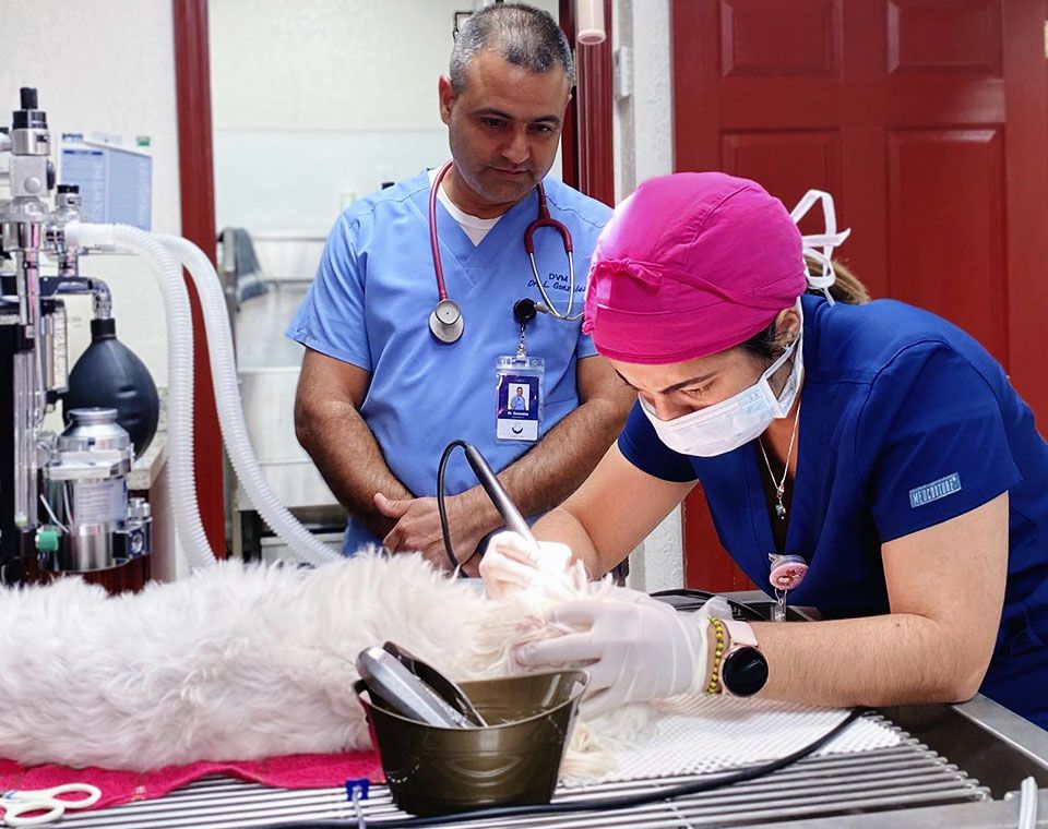 Veterinarian examines a white dog on a table, assisted by another vet in scrubs with medical equipment nearby.