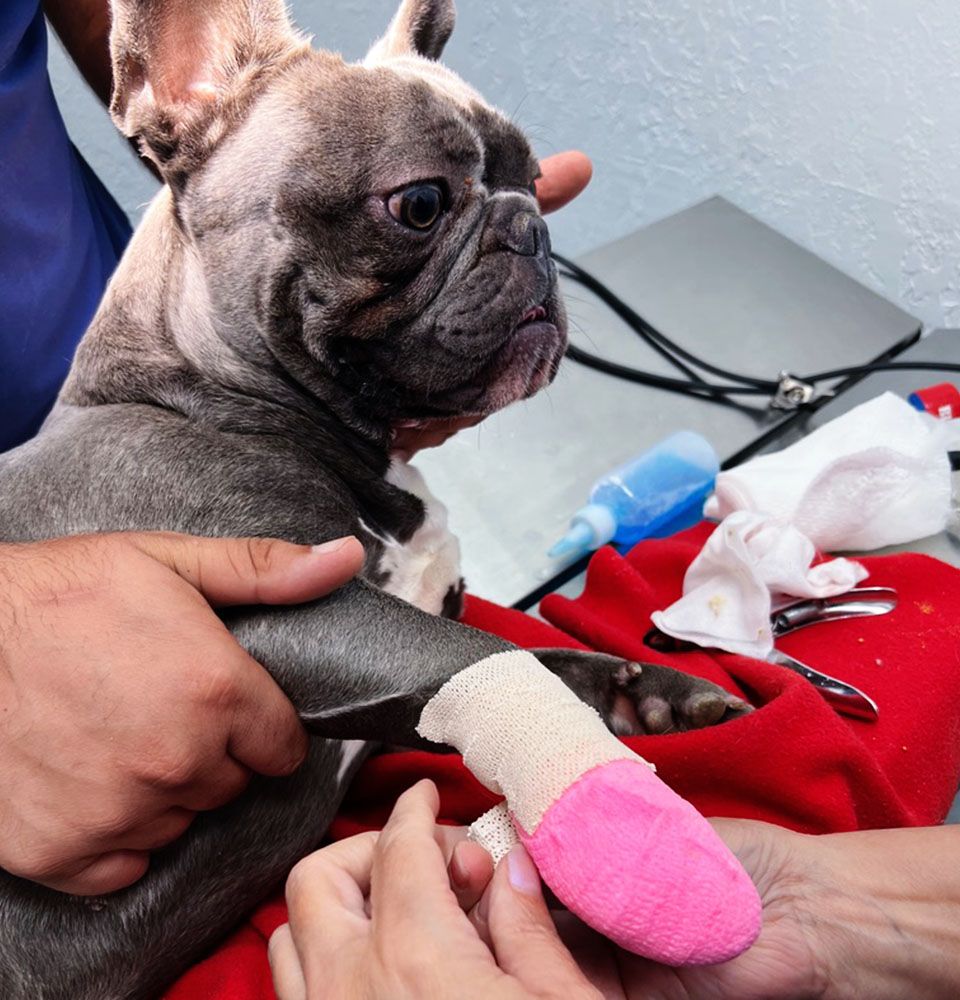 French Bulldog with its paw bandaged in pink at a veterinary clinic.