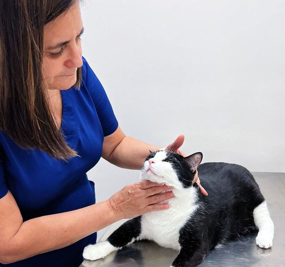 Woman in blue scrubs gently examining a black and white cat on a metal table.