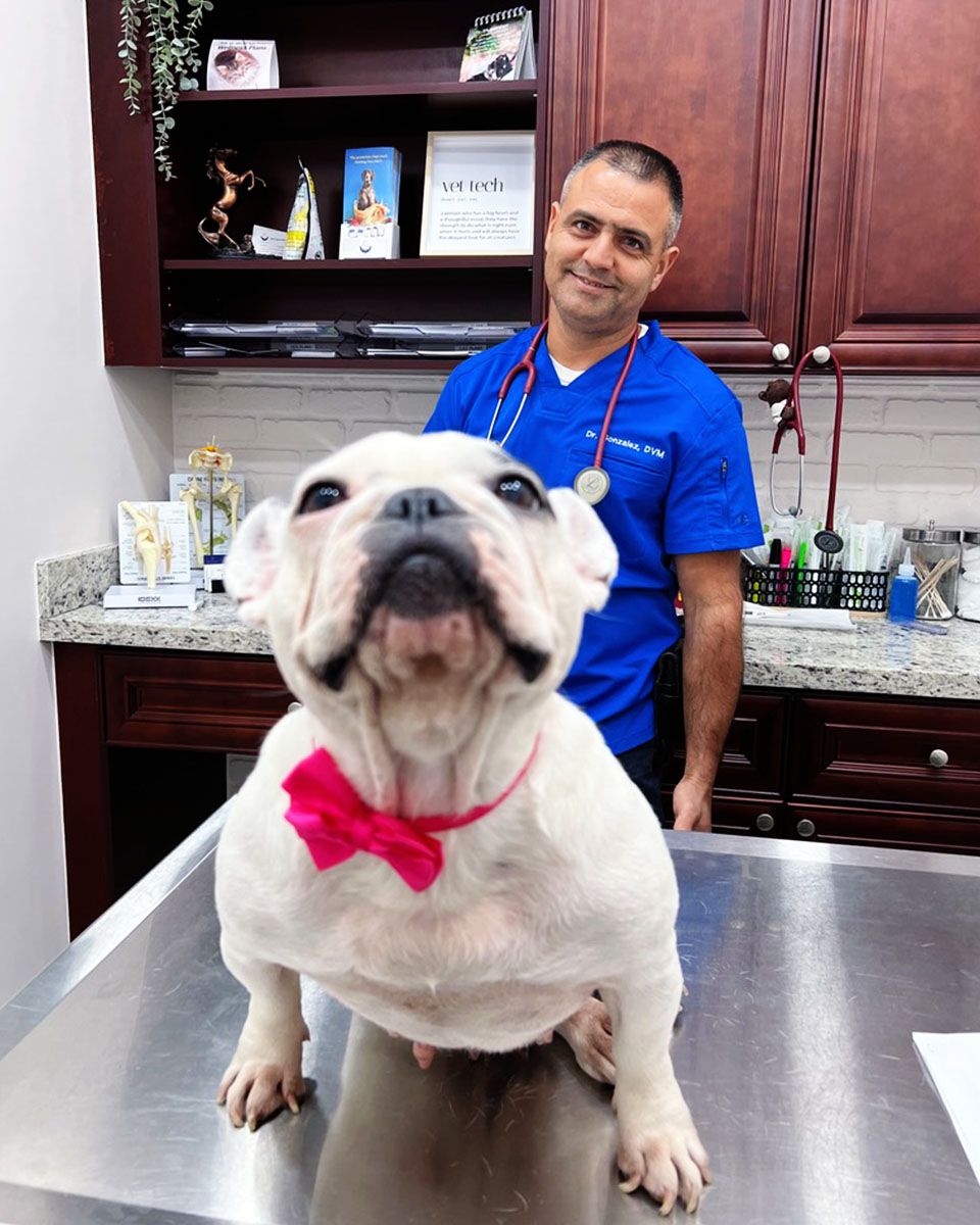 Bulldog with a pink bow tie on a veterinary exam table, with a smiling vet in the background.