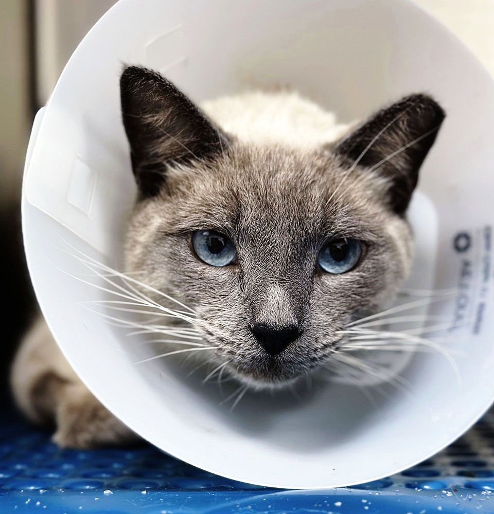 Cat with blue eyes wearing a white cone collar, lying on a blue surface.