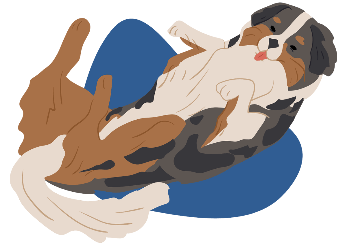 A fluffy dog lying on its back with its tongue out, resting on a blue cushion.