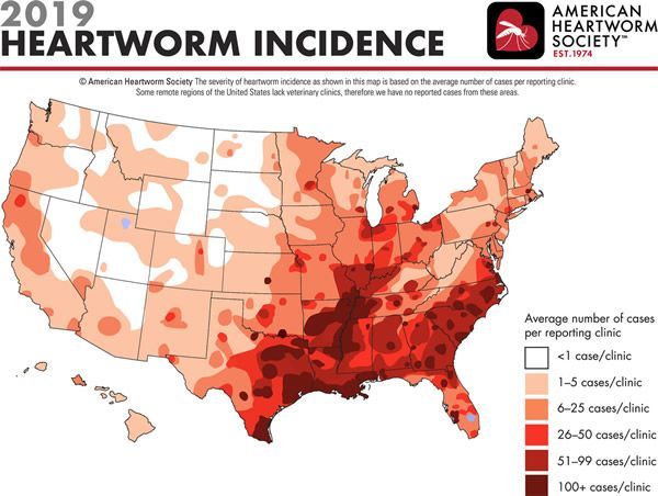 Map of the US showing heartworm incidence in 2019, with darker shades indicating higher cases per clinic in the South.