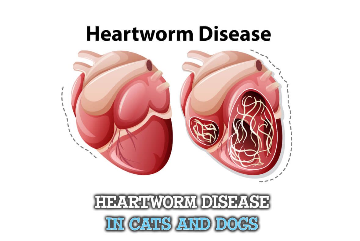 Illustration of a healthy heart and a heart with heartworm disease, labeled for cats and dogs.