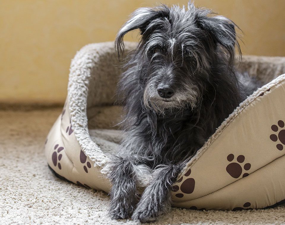 Shaggy black dog lying in a cozy beige pet bed with dark paw print patterns.