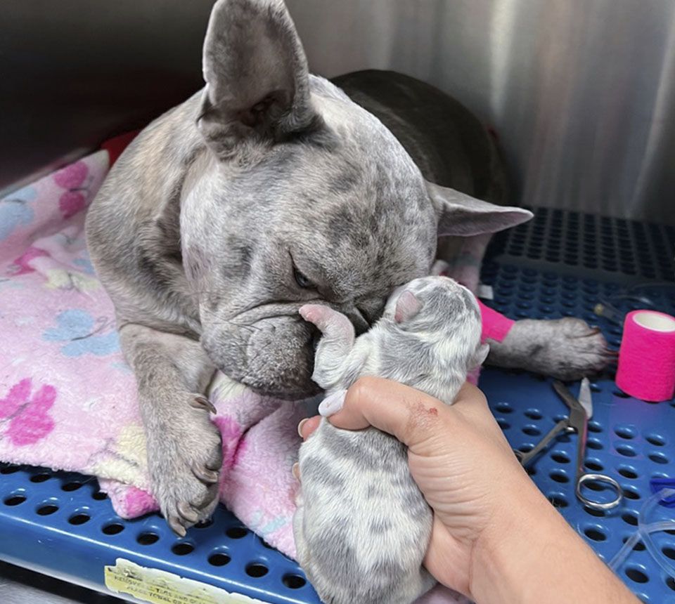 Adult bulldog gently resting its nose on a newborn puppy held by a person.
