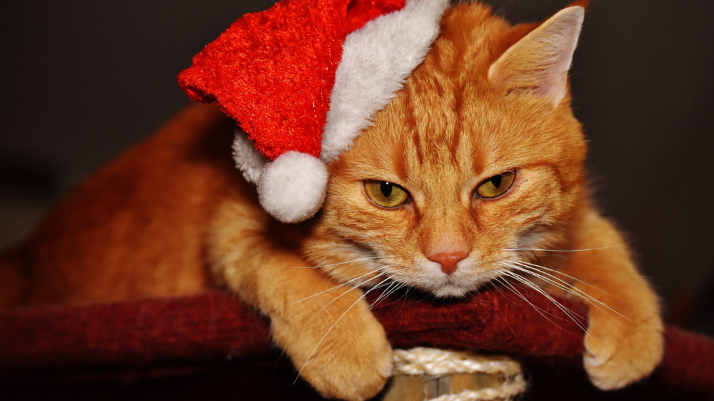 Orange cat wearing a red Santa hat, lying down with a relaxed expression.