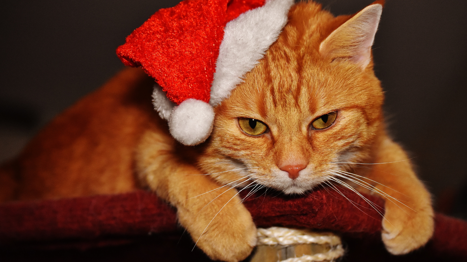 Orange cat wearing a red Santa hat, lying down with a relaxed expression.