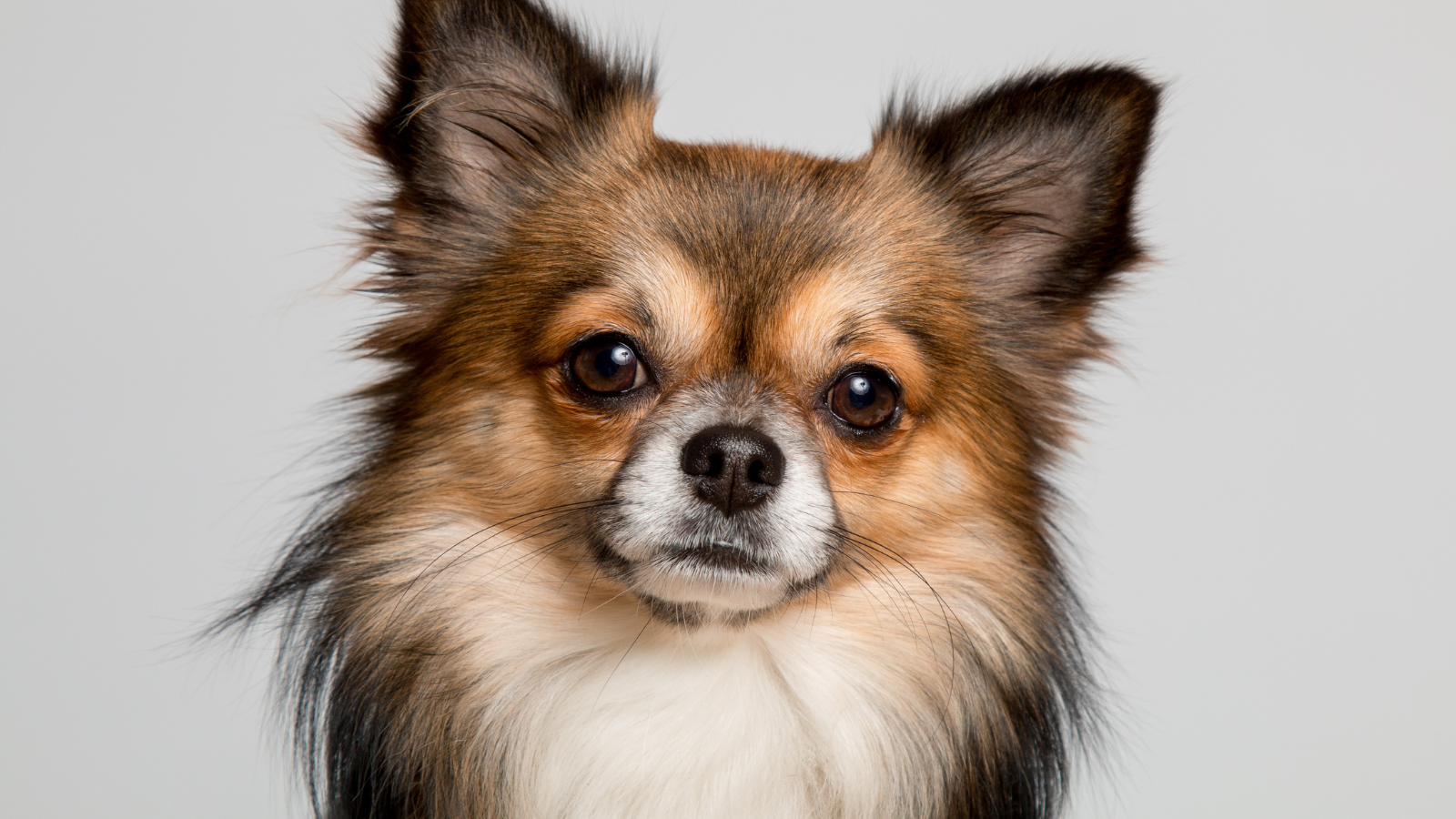 Long-haired Chihuahua with alert ears and expressive eyes.