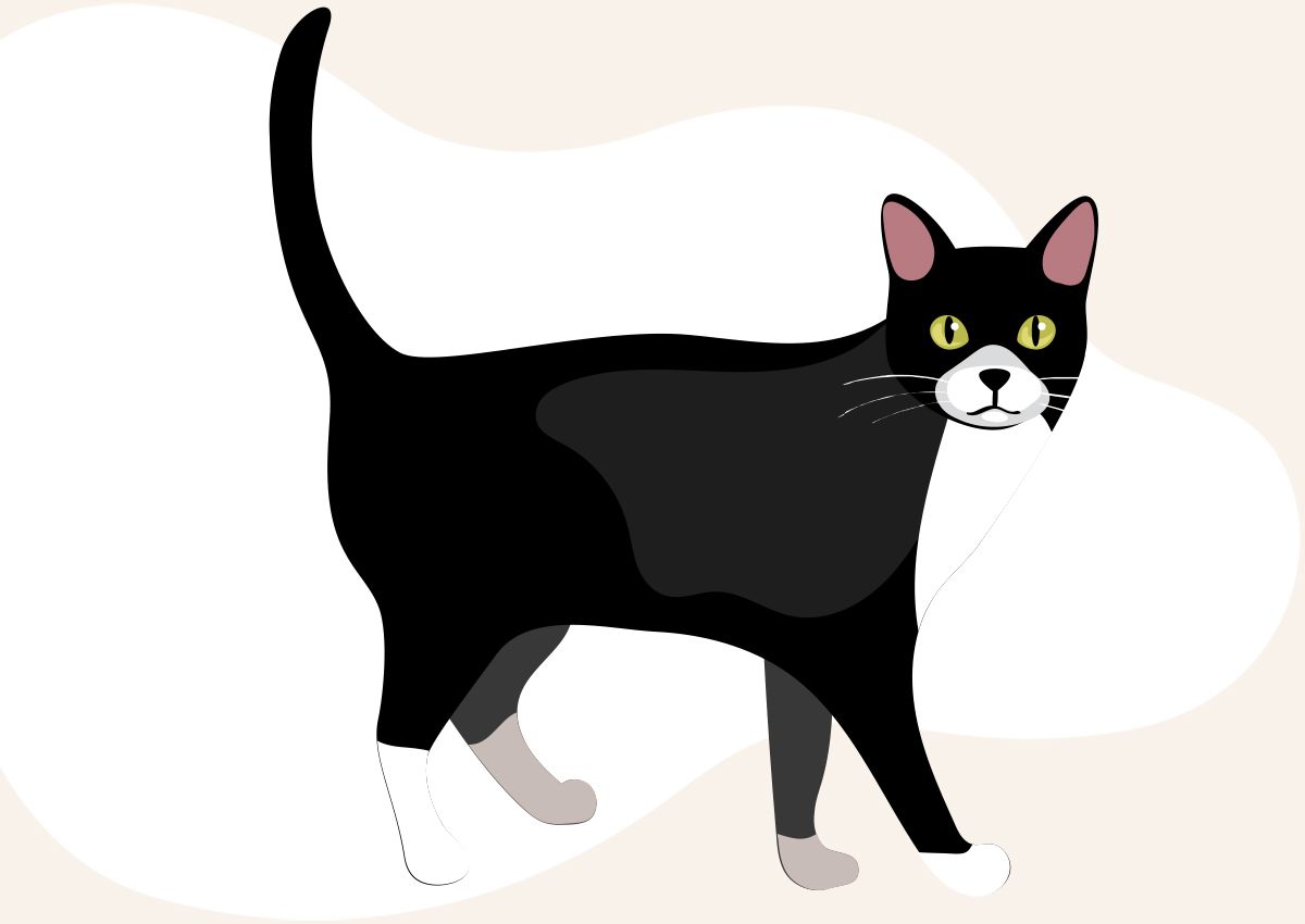 Black and white cat with yellow eyes and pink ears stands with tail up.
