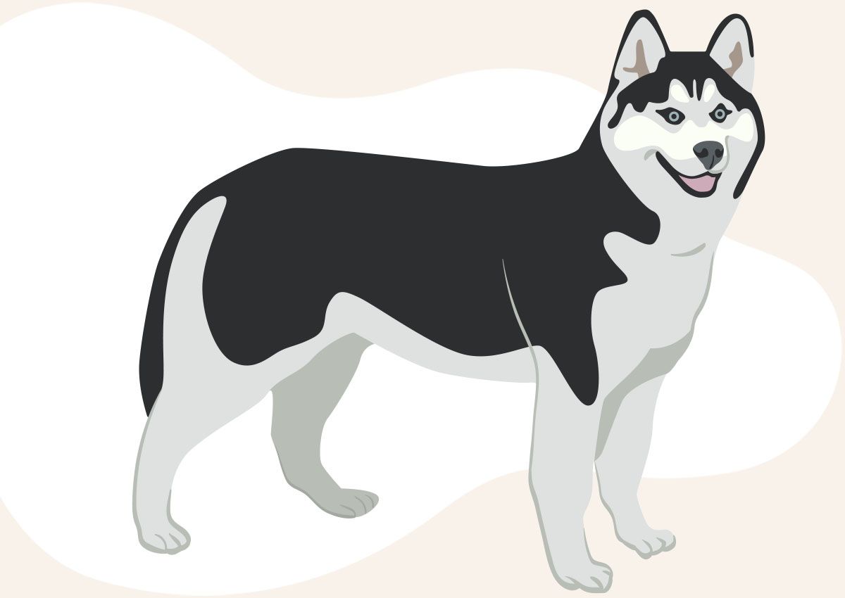 Illustration of a standing black and white Siberian Husky with a happy expression.