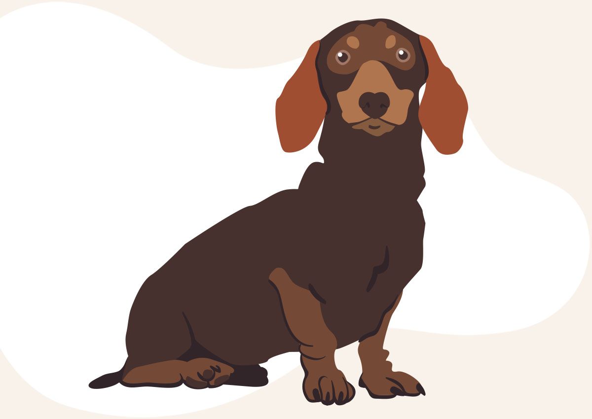 Illustration of a brown dachshund sitting, with long ears and a sleek body.