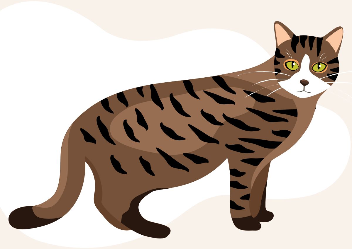 Illustration of a brown tabby cat with green eyes and dark stripes looking back.