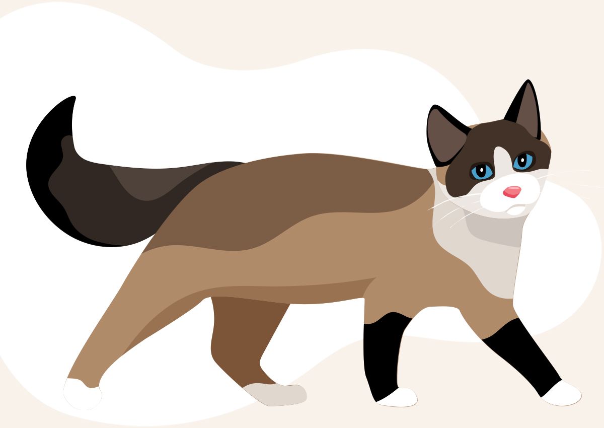 Illustration of a brown and cream cat with blue eyes and a bushy tail walking.