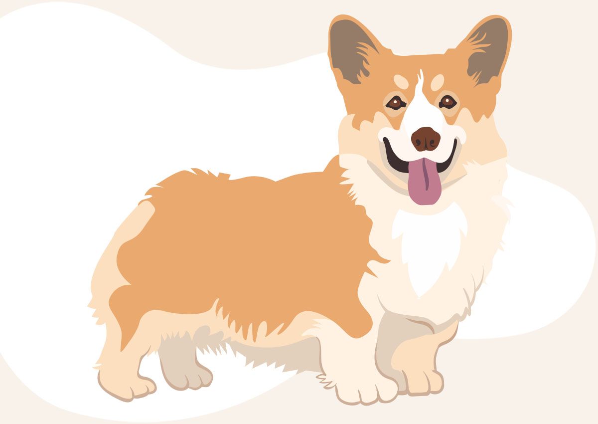 Cartoon illustration of a happy corgi with its tongue out and ears perked up.