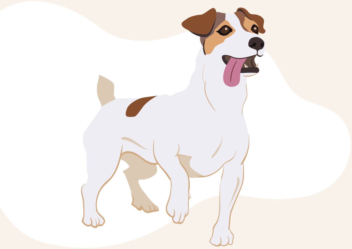 A happy dog with brown patches and its tongue out, looking playful.