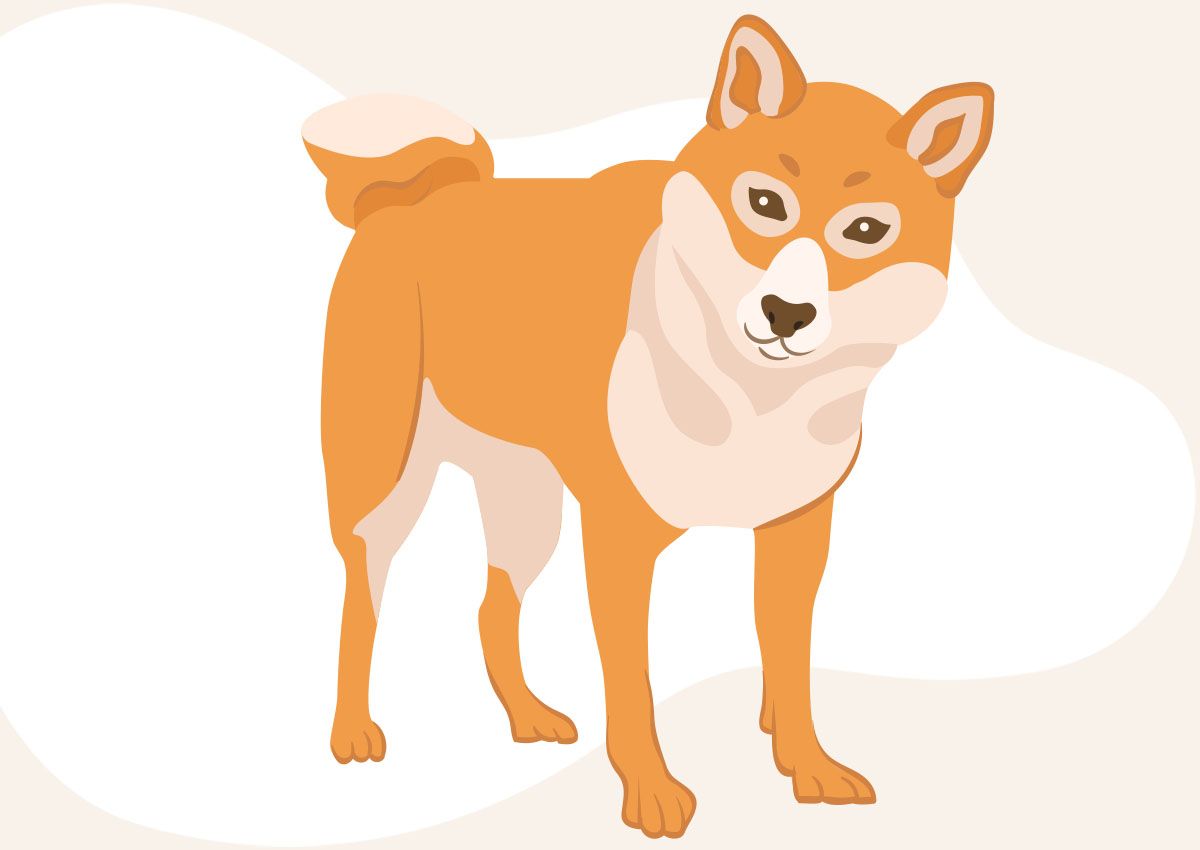 Illustration of a Shiba Inu dog standing, facing slightly to the right.