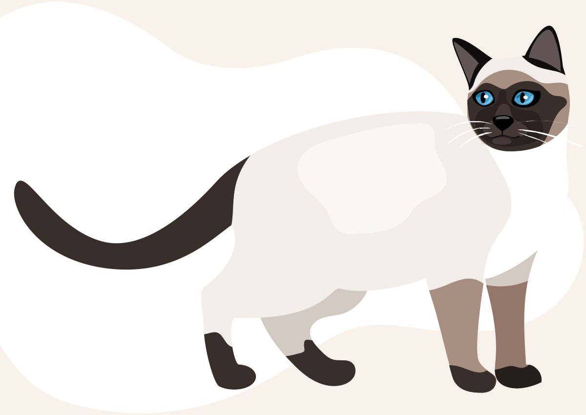 Illustration of a Siamese cat with blue eyes, dark ears, tail, and paws, on a light background.