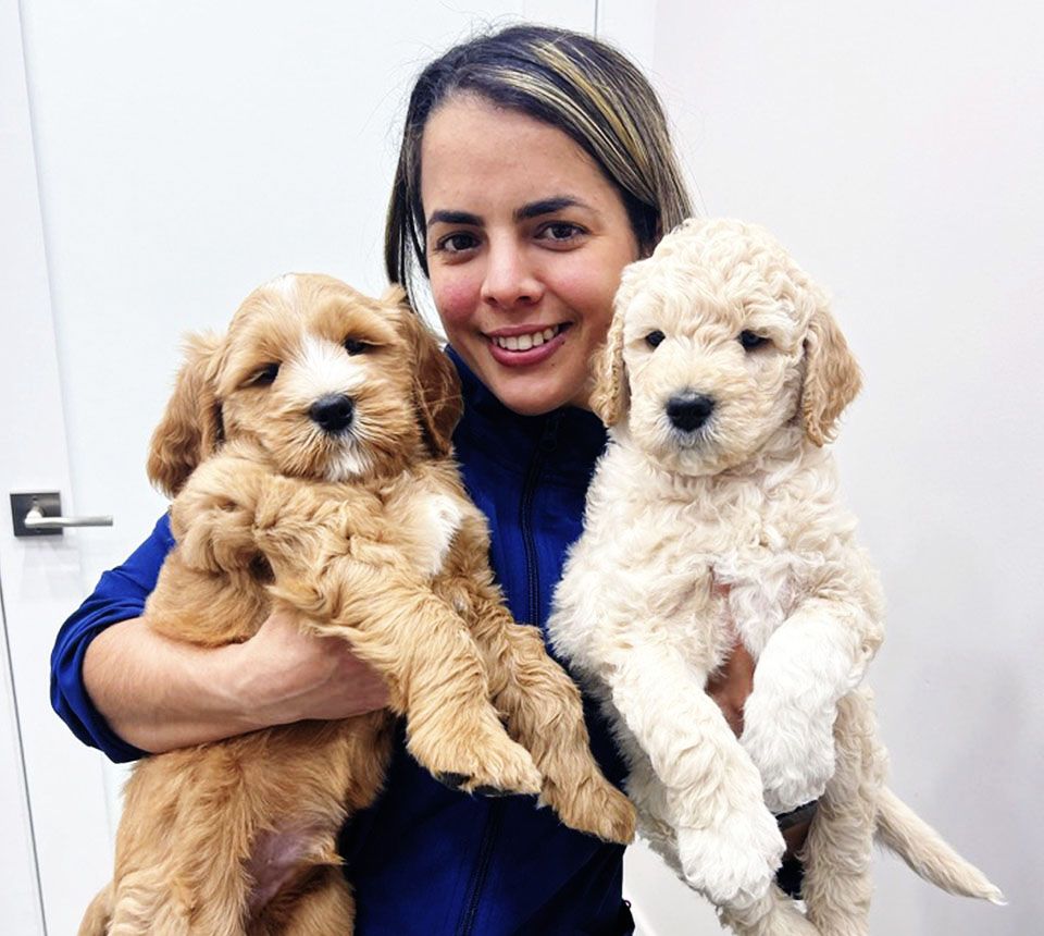 Person smiling while holding two fluffy puppies, one tan and one cream-colored.