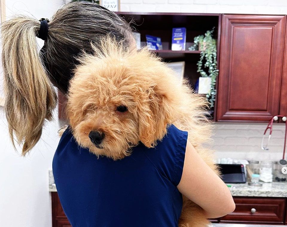 A fluffy puppy is being held by a person with their back turned.