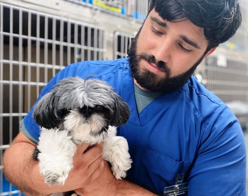 A person in blue scrubs holds a small black and white dog in front of pet cages.