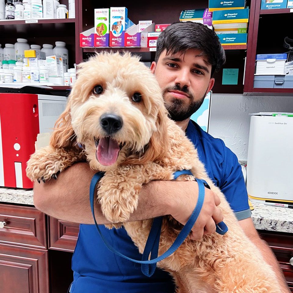 Man holding a happy, curly-haired dog with a blue leash.